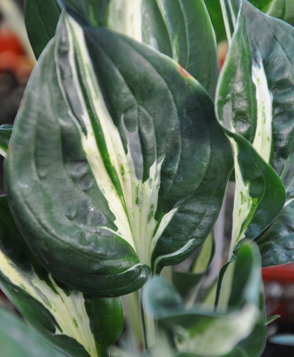 see how 30 clever gardeners make their hostas thrive, They Choose The Right Hosta For Their Home