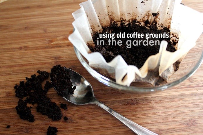 vea cmo 30 jardineros inteligentes hacen que sus hostas prosperen, 5 formas divertidas de utilizar los posos del caf en el jard n