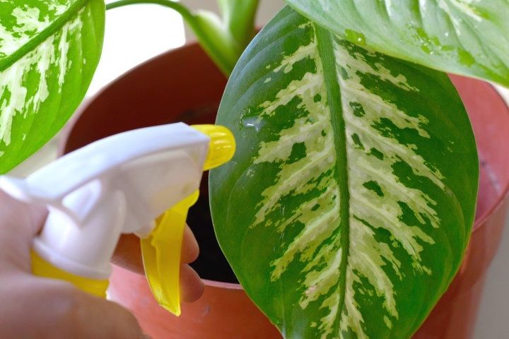 see how 30 clever gardeners make their hostas thrive, They Clean And Shine The Leaves