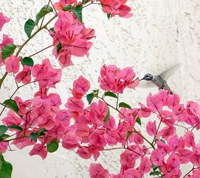 How To Plant Bougainvillea To Grow Successfully
