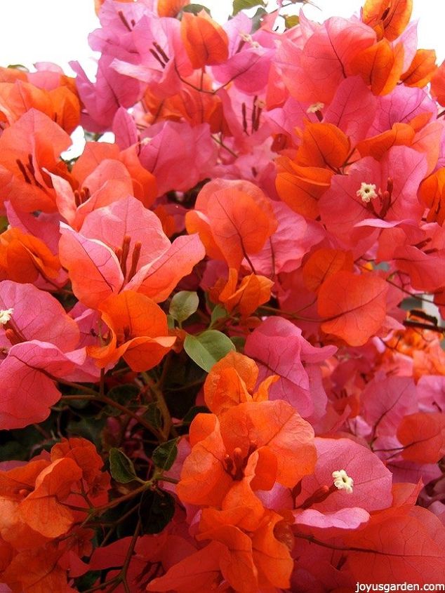 how to plant bougainvillea to grow successfully