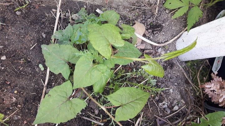 q how do i get rid of this invasive weed