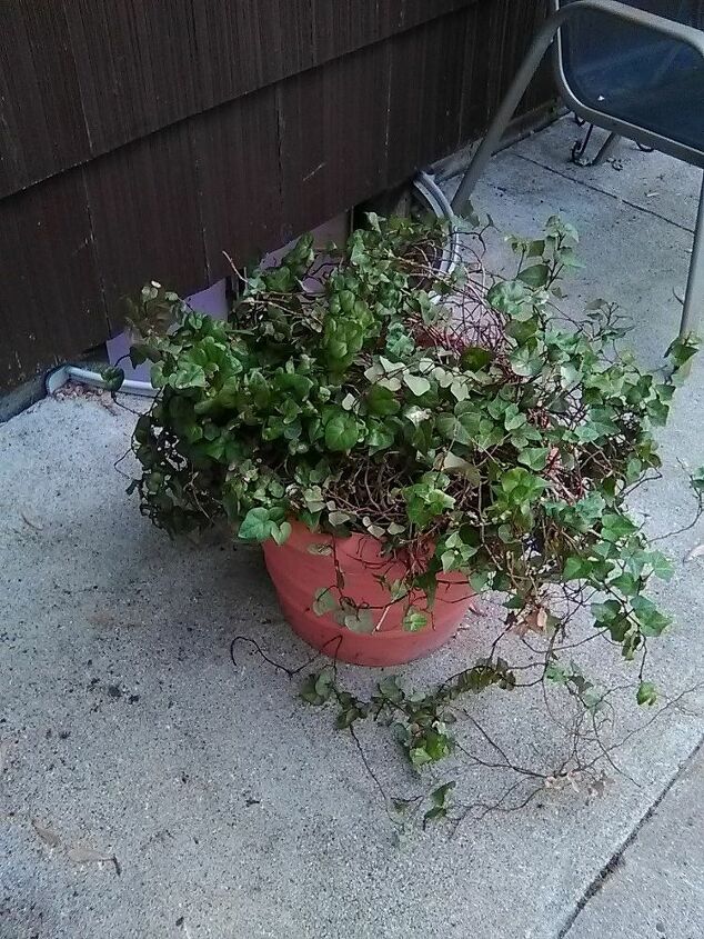 q what to do with my 17 yr old ivy