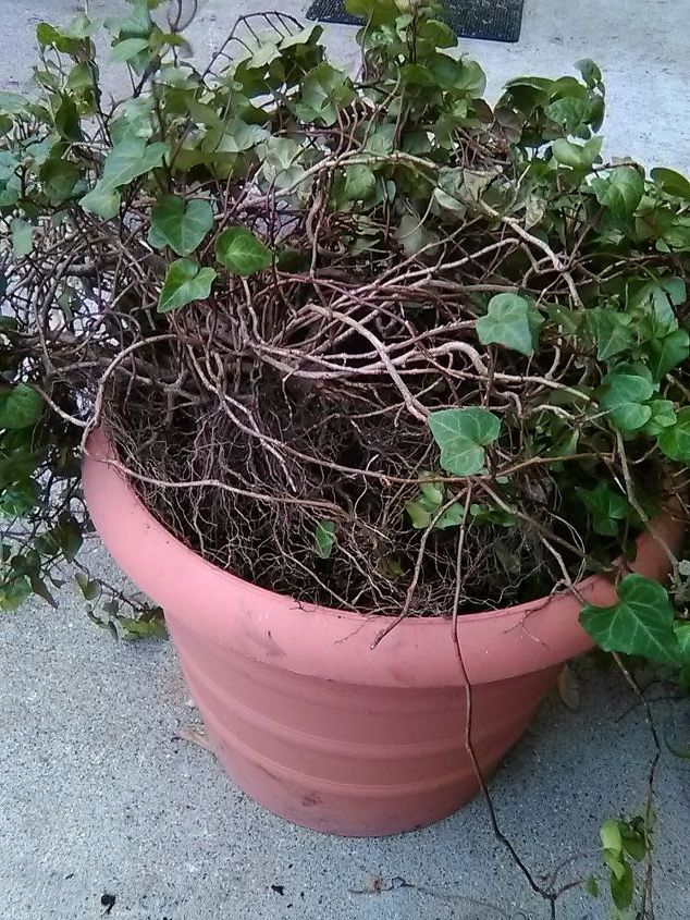 q what to do with my 17 yr old ivy