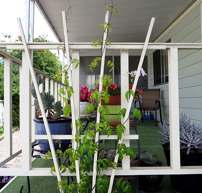 q is there a way to stunt a fast growing vine