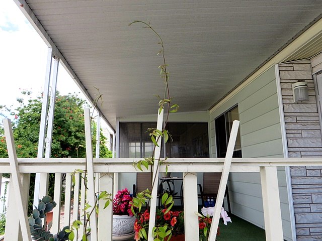 q is there a way to stunt a fast growing vine