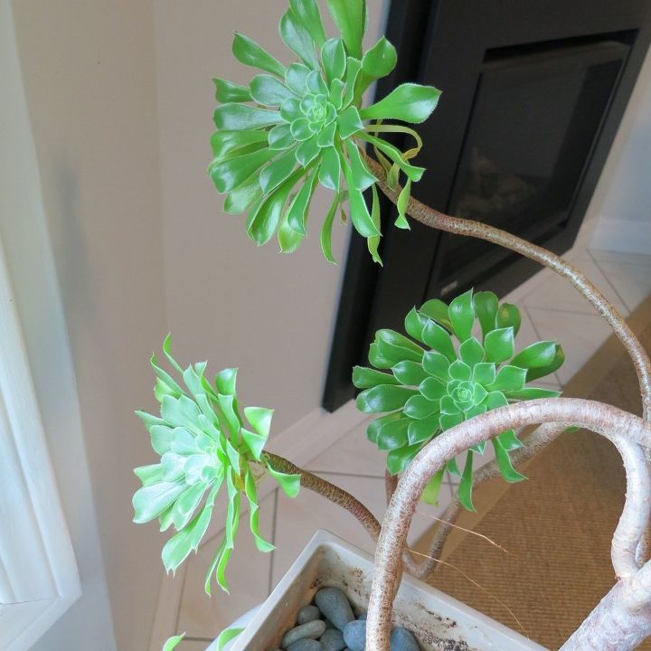 q plant id