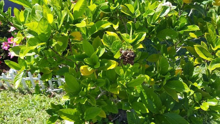 q why wont my gardenia tree grow or flower