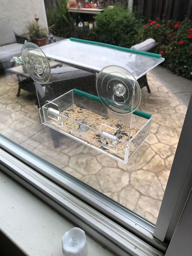 q help the squirrels are driving us crazy