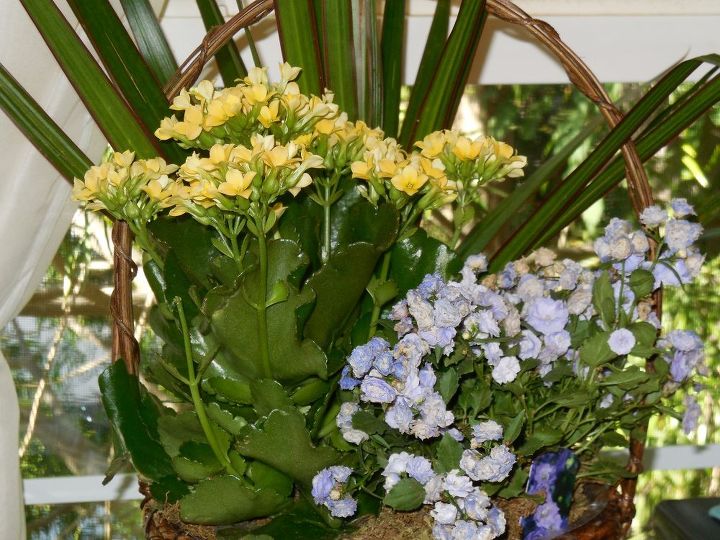 q can you identify these flowers