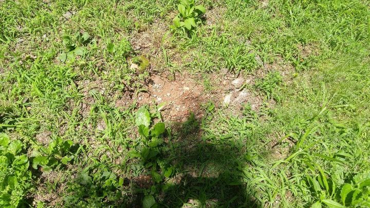 q how do you get rid of amarillo s they are destroying our yard