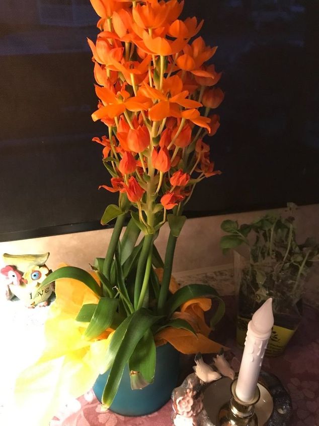 q what is this flower and how do i care for it