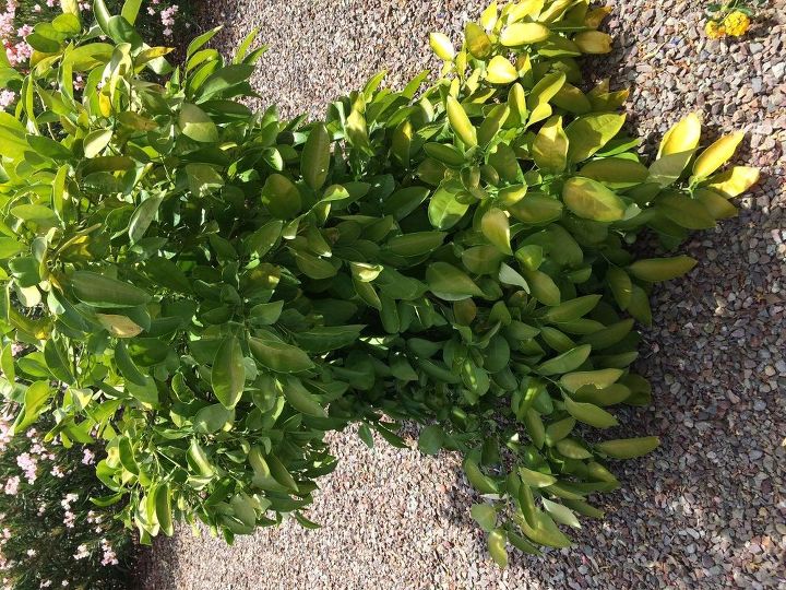q help with my grapefruit tree
