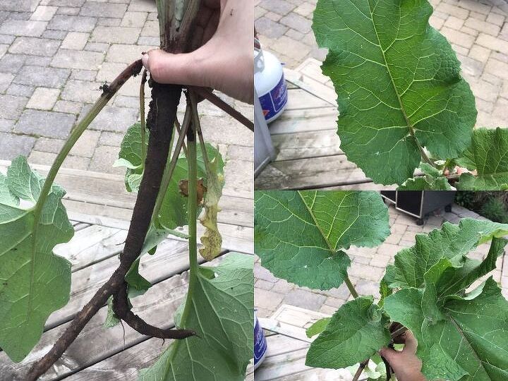 q does anyone know what this is