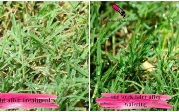 Cheap & Safe Homemade Lawn Food