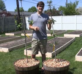 grow apples in containers take up just 1 square foot