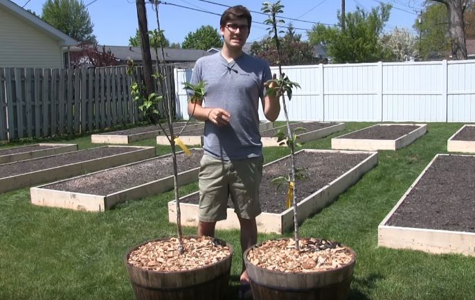 Cultivar manzanas en macetas - ¡Sólo ocupa 1 pie cuadrado!