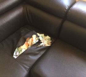 Dog shop eating sofa