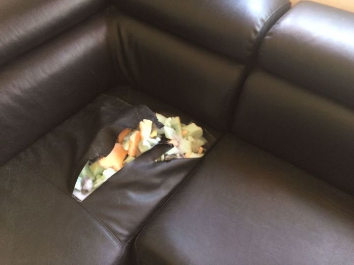 q my dog is eating my couch
