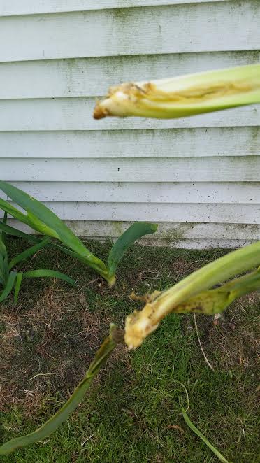 q what is happening to my irsis root