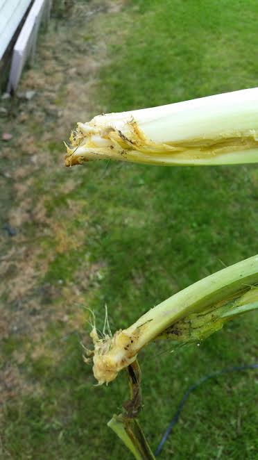 q what is happening to my irsis root