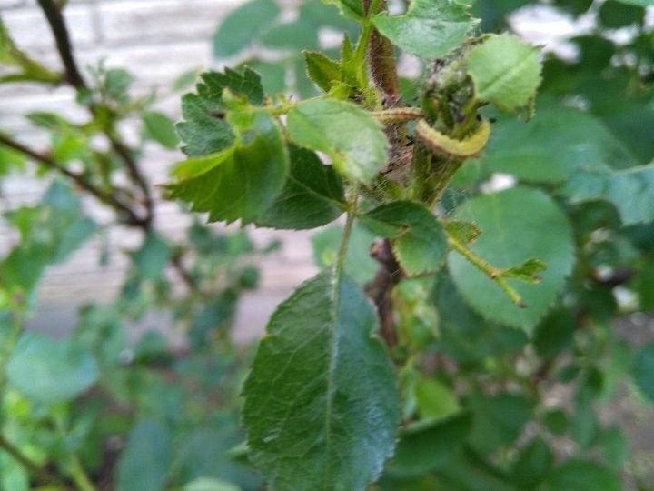 q what to do naturally to free my rose plant from this little one