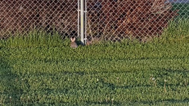 q how do i get the bunnies to stay out of my yard