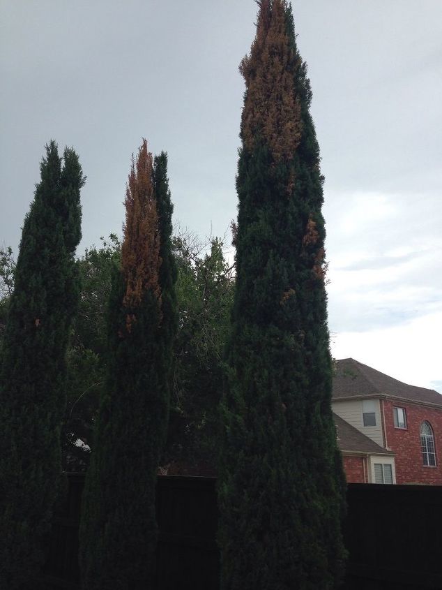 q what is killing all the italian cypress trees in the metroplex