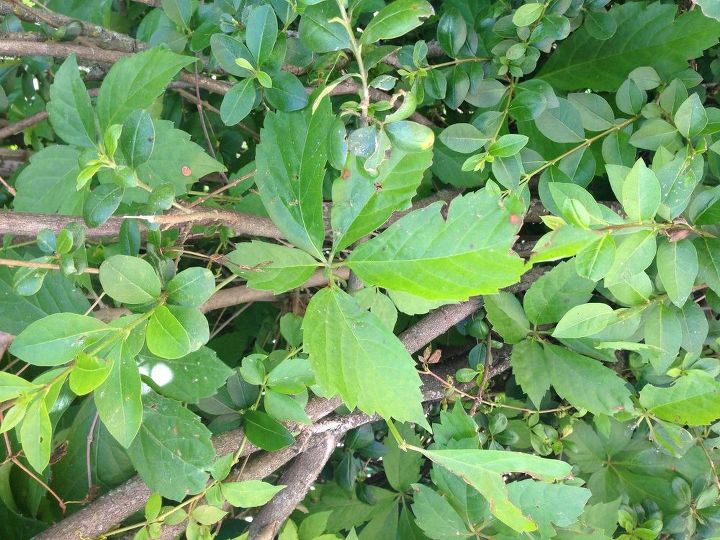 q how to get rid of this weed
