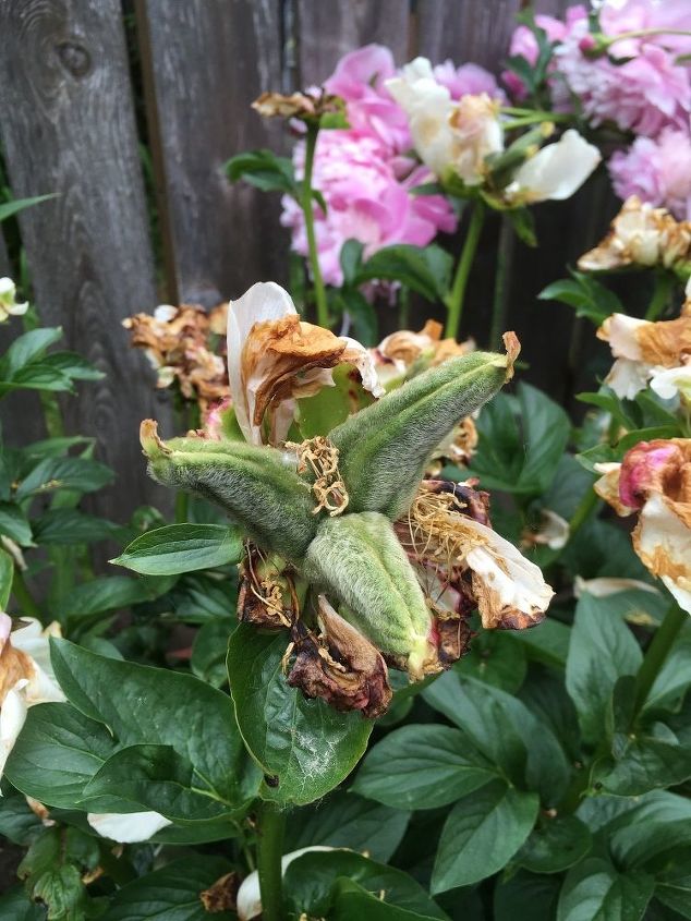 q when do you cut the dead heads off the peony blooms