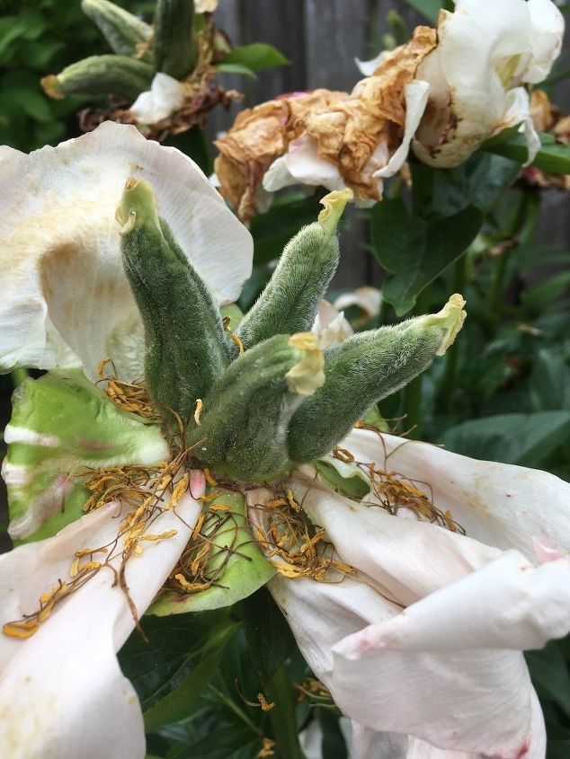 Should You Deadhead Peonies - When Do You Cut Back Peonies For Winter