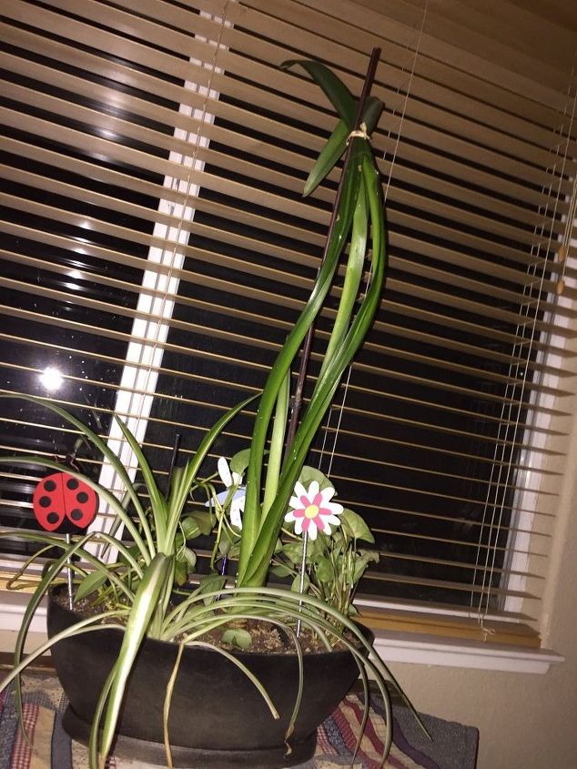 my amaryllis leaves are over 3 feet tall what do i do