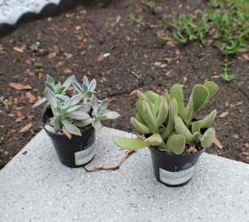 cinder block succulent planter, Hubby bought these at Lowes