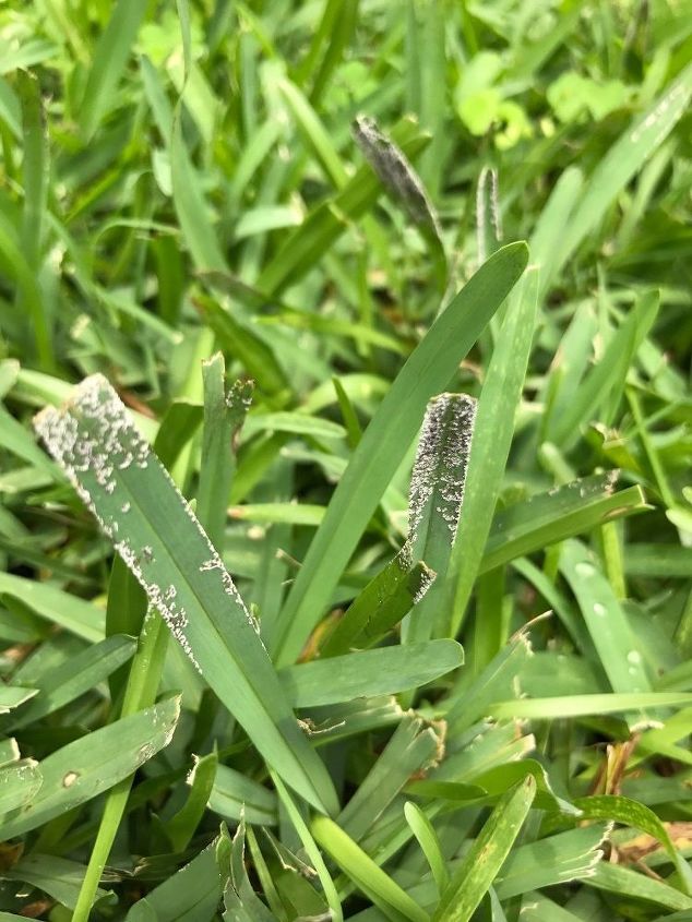 q what are the black tips in my st augustine grass