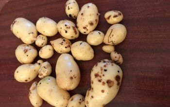 Are these potatoes ok to eat? I have grown them in a tub
