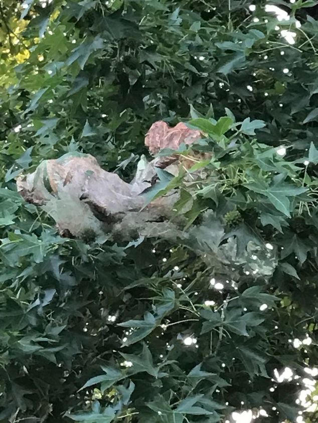 los gusanos de la telaraa se estn apoderando de mi casa y de mi jardn por favor