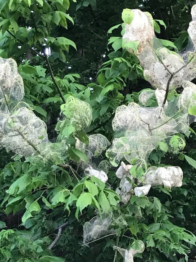 los gusanos de la telaraa se estn apoderando de mi casa y de mi jardn por favor