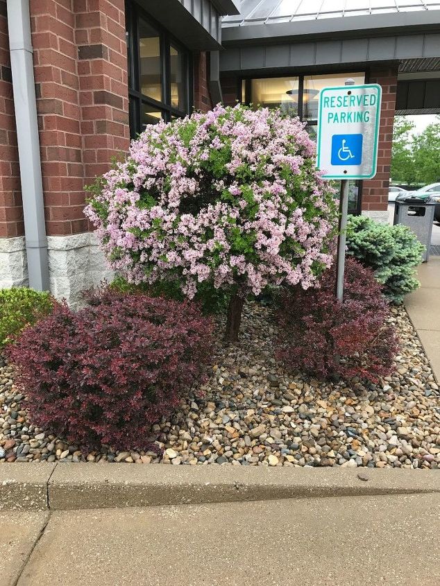 Is there a difference of a lilac bush from a lilac tree? | Hometalk