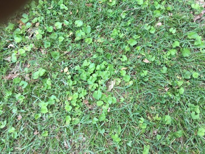 q what is this weed
