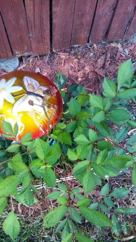 q do anyone know the names of the flowers plants