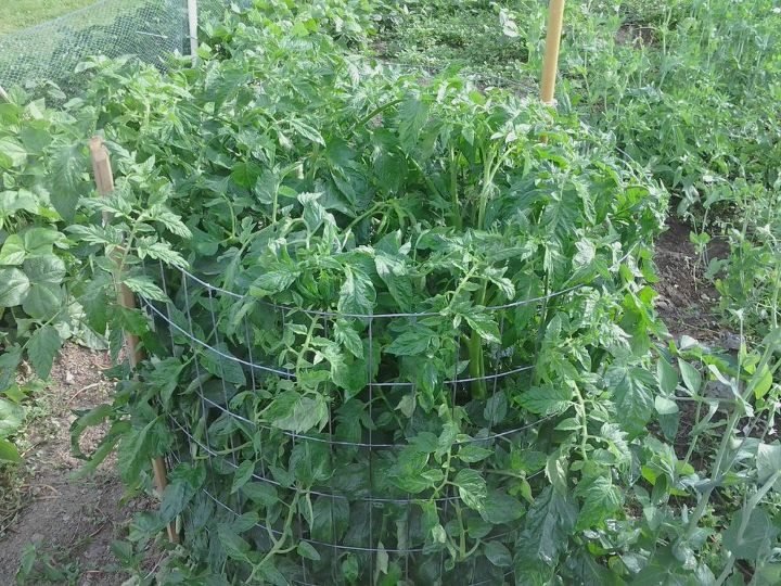 s the easiest ways to grow a bumper crop of tomatoes, Water them frequently at the roots