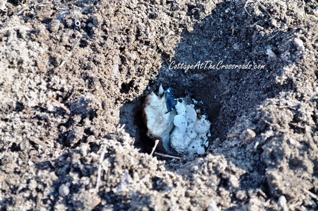 s the easiest ways to grow a bumper crop of tomatoes, Plant eggshells in each hole to prevent rot