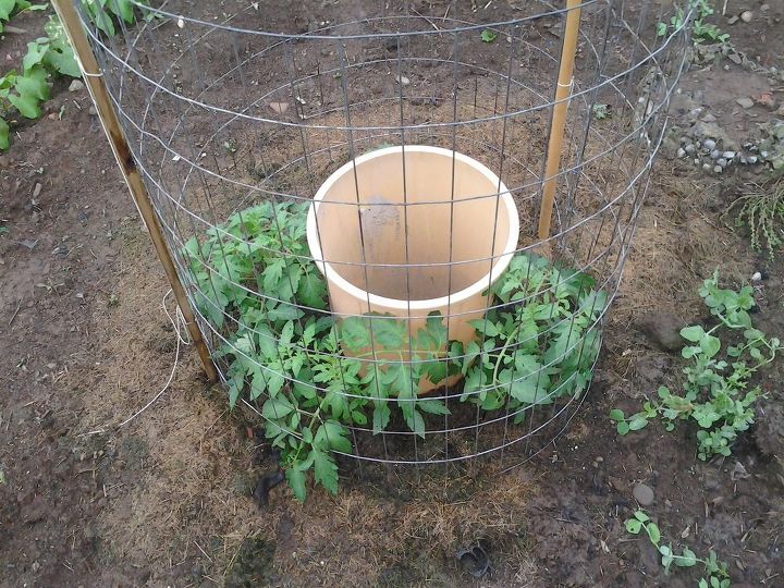 s the easiest ways to grow a bumper crop of tomatoes, Water them frequently at the roots