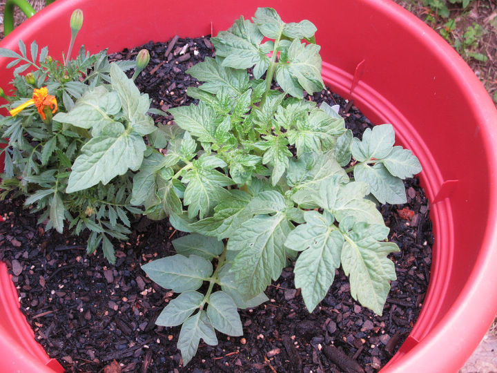 s the easiest ways to grow a bumper crop of tomatoes, If planting in pots put the hose in the soil