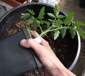 s the easiest ways to grow a bumper crop of tomatoes, Transplant them into the right container