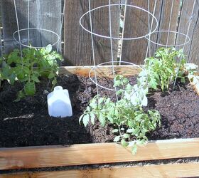 s the easiest ways to grow a bumper crop of tomatoes, Plant them in a trench