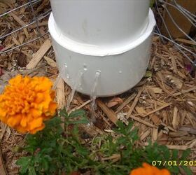 s the easiest ways to grow a bumper crop of tomatoes, Use a PVC pipe to conserve your tomato water