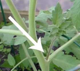 s the easiest ways to grow a bumper crop of tomatoes, Grow tomatoes from cuttings