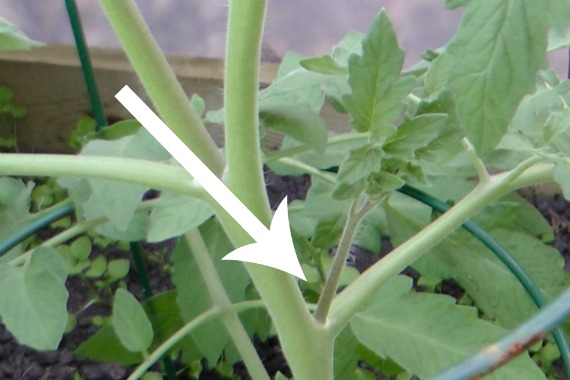 as maneiras mais fceis de cultivar uma colheita abundante de tomates, Cultivo de tomates a partir de estacas