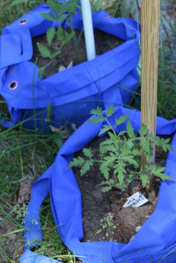 s the easiest ways to grow a bumper crop of tomatoes, Grow them in recycle bags